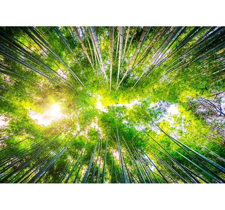 Living room blind bamboo canopy overhead - TenStickers