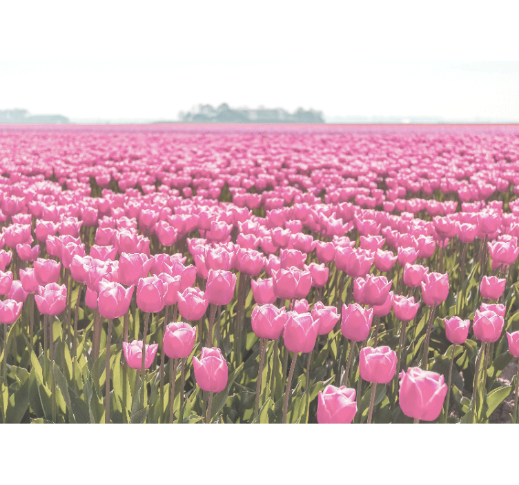Living room blind in a field of pink tulips - TenStickers