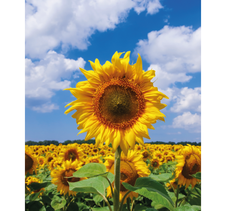 Sunflower Field Scene blind flowers - TenStickers