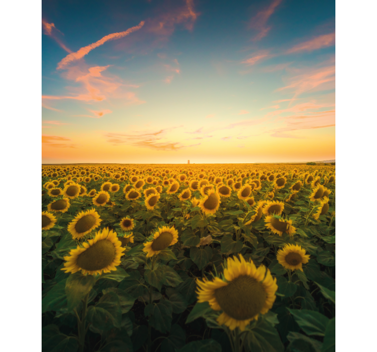 Sunflower Field Sunrise blind flowers - TenStickers