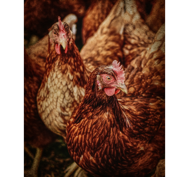 Rustic Farm Chickens more animal blind - TenStickers