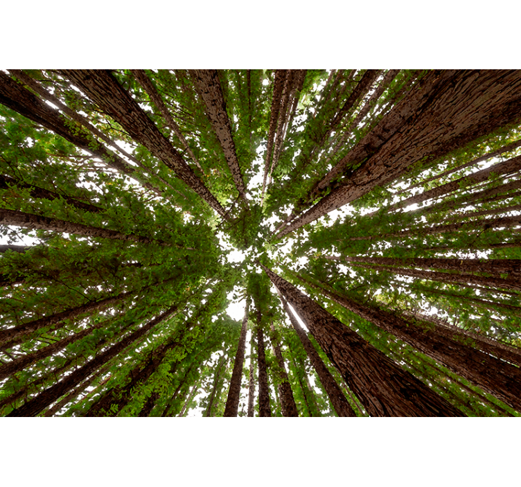 Tall canopy design blind trees - TenStickers