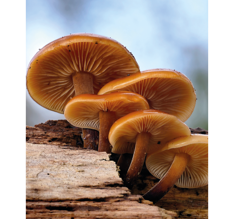 Mushroom Growth blind flowers - TenStickers