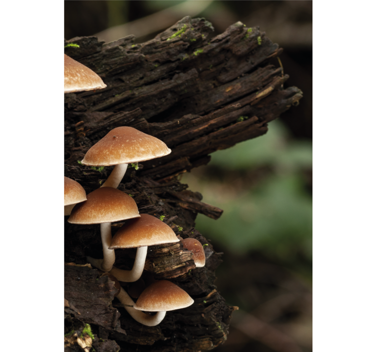 Mushrooms on Wood blind flowers - TenStickers