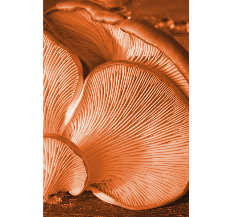 Mushroom Gills Close-Up blind fruit - TenStickers