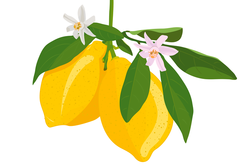 Floral Lemon citrus placemats - TenStickers