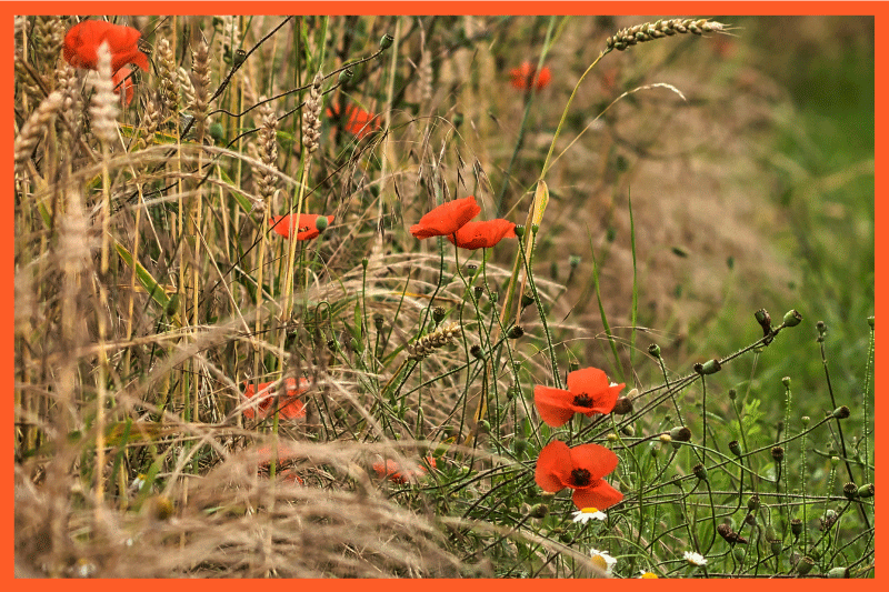 Children placemats funny food presentation - TenStickers