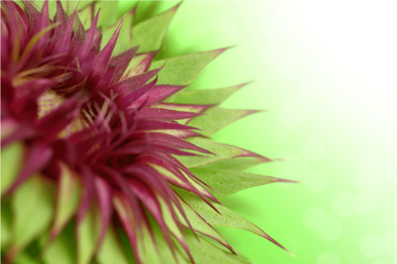 ThistleThistle is a flowering plant in the family Asteraceae. It  - TenStickers