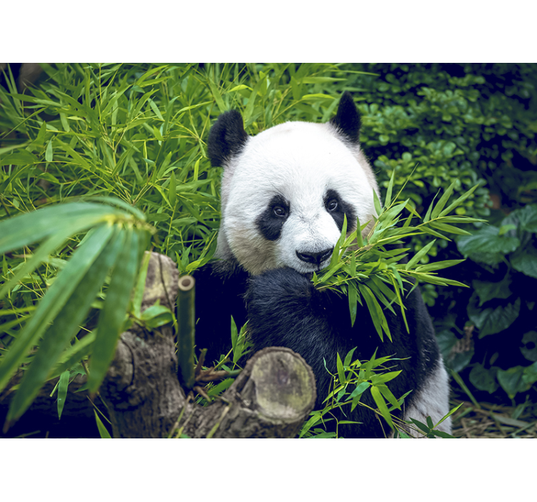 Panda Bamboo Sanctuary wall mural animals - TenStickers