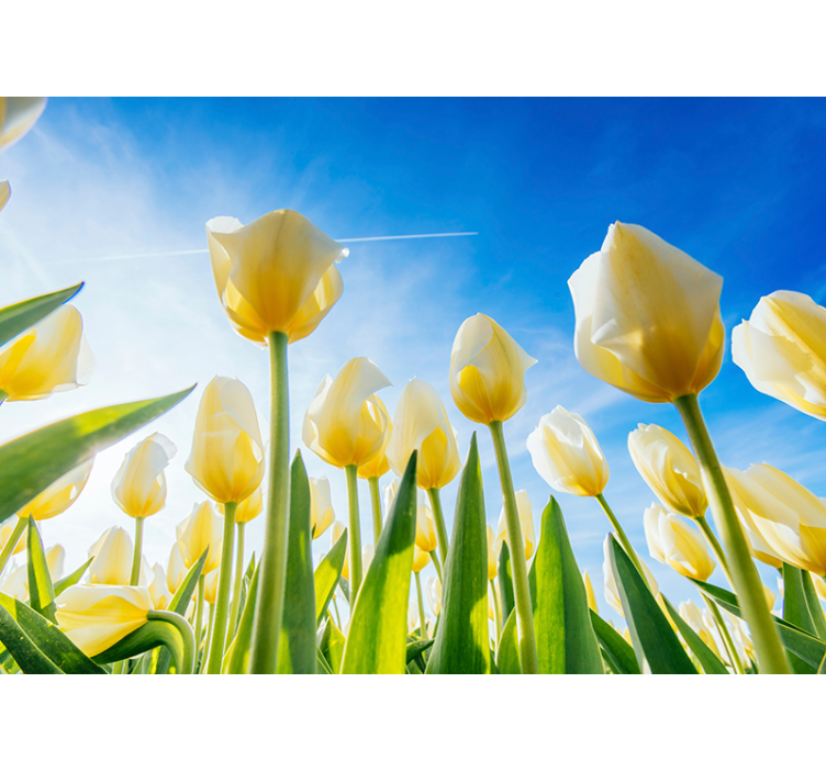 White tulip landscape  wall mural - TenStickers