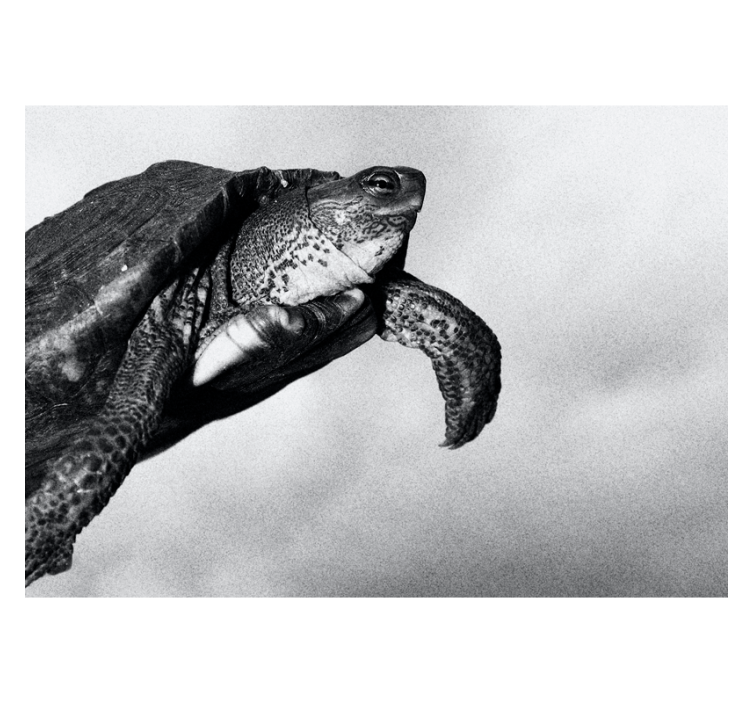 Black and white turtle animal wall mural - TenStickers