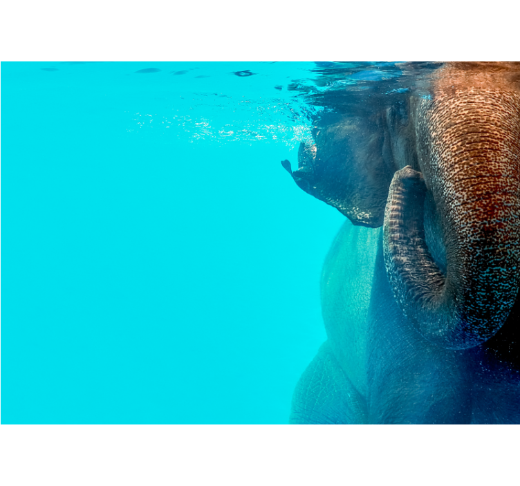 Majestic Underwater Elephant wall mural animals - TenStickers