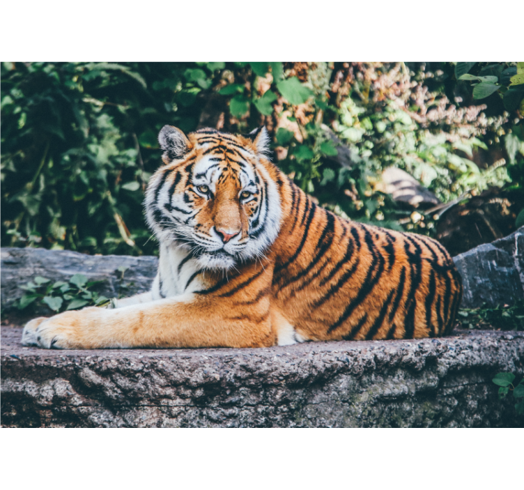 Majestic Tiger Stare wall mural animals - TenStickers