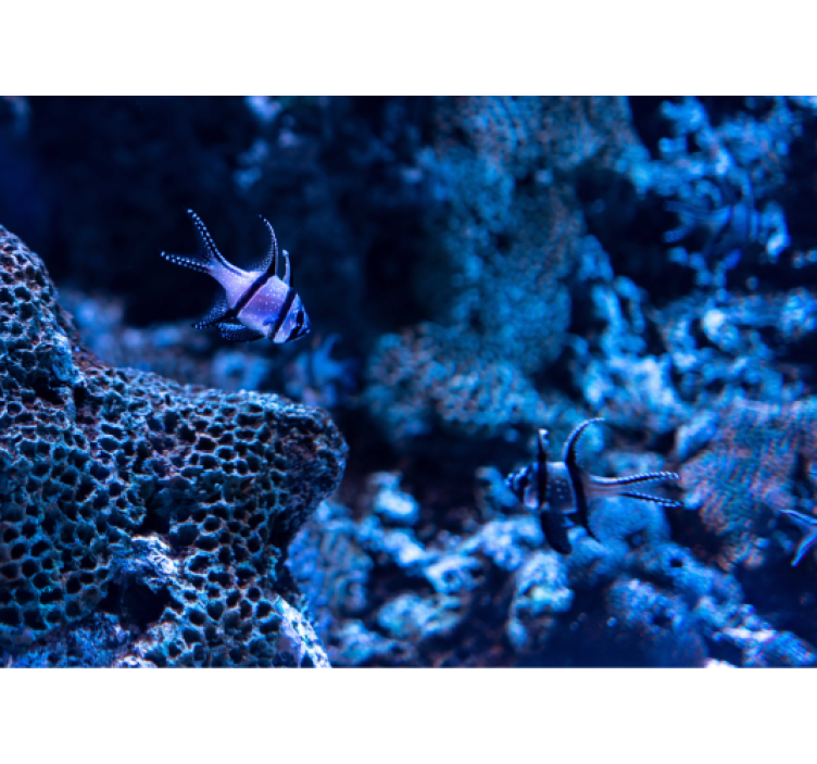 Coral Reef Fish wall mural animals - TenStickers