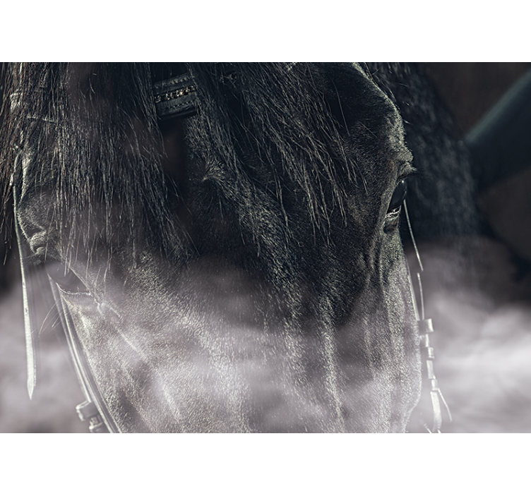 Majestic Horse Close-Up wall mural animals - TenStickers