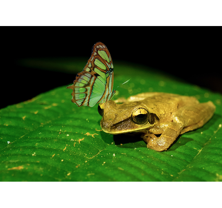 Frog And Butterfly wall mural animals - TenStickers