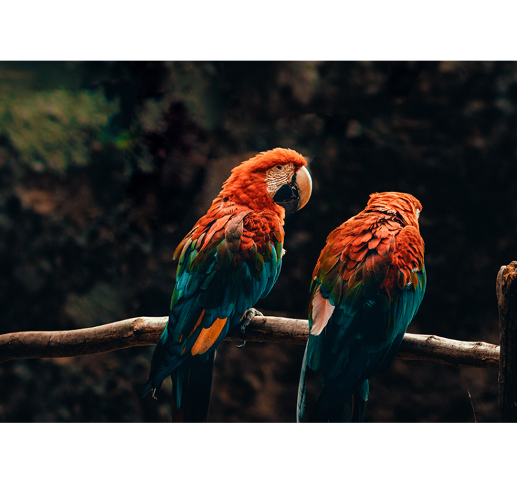 Colorful Parrots Together wall mural animals - TenStickers