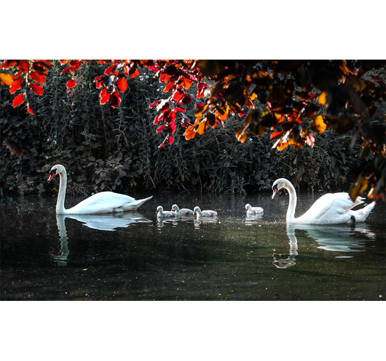 Wall mural animals elegant swan family - TenStickers