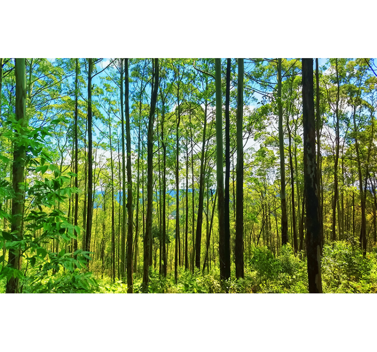 Nature wall mural tall green trees - TenStickers