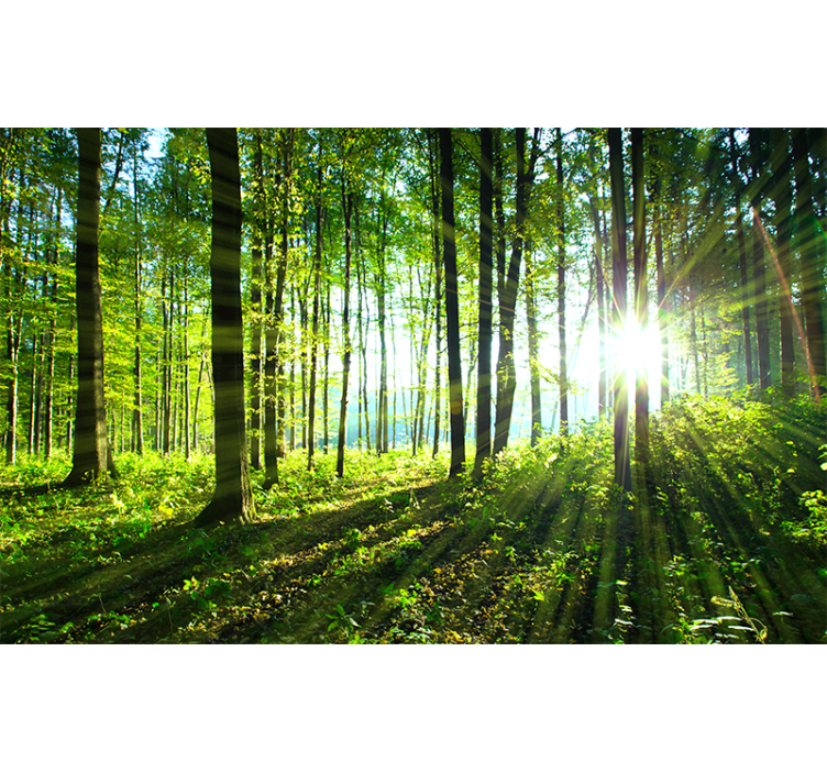 Sun-kissed woodland view forest wall mural - TenStickers