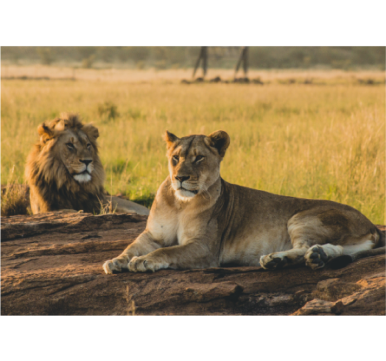 Wall mural lion majestic lion pair - TenStickers