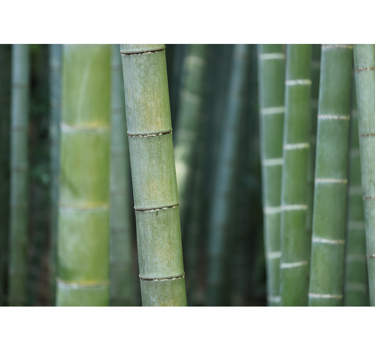 Wall mural bamboo lush bamboo forest - TenStickers