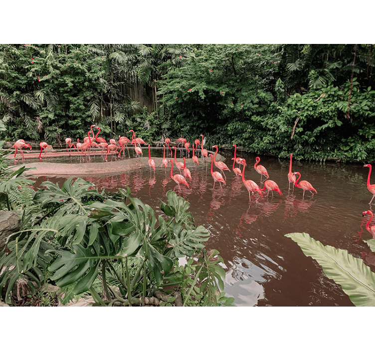 Flamingos by Water wall mural animals - TenStickers