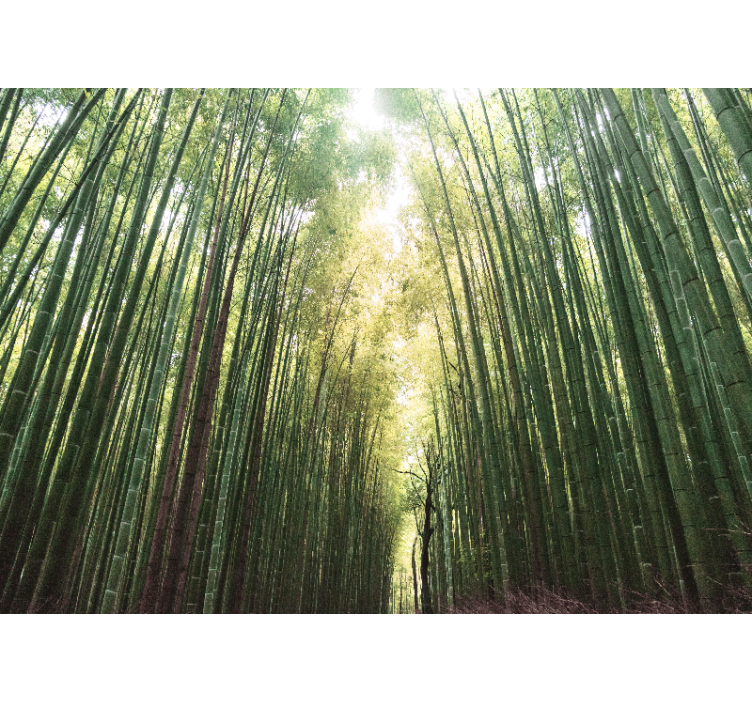 Wall mural jungle bamboo grove path - TenStickers