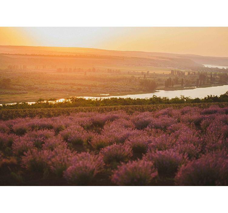 Lavender Sunset Landscape flowers wall mural - TenStickers