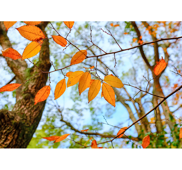 Autumn Leaves Branch trees wall mural - TenStickers