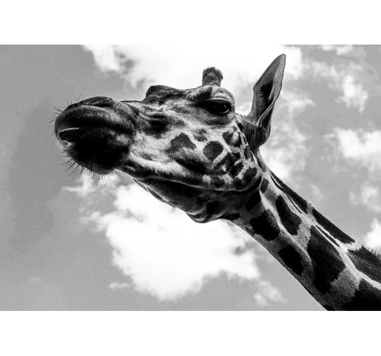 Giraffe Portrait wall mural animals - TenStickers