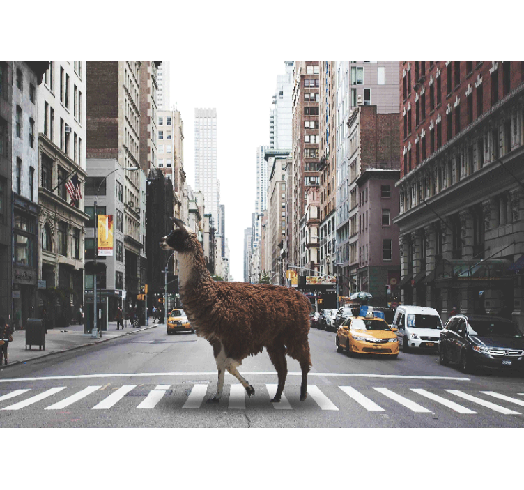 A lama in New York wall mural - TenStickers