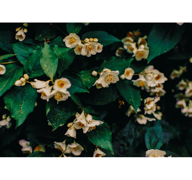 Flowers wall mural delicate white blossoms - TenStickers