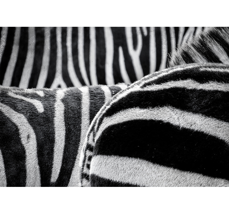 Realistic zebras stripes wall mural animals - TenStickers