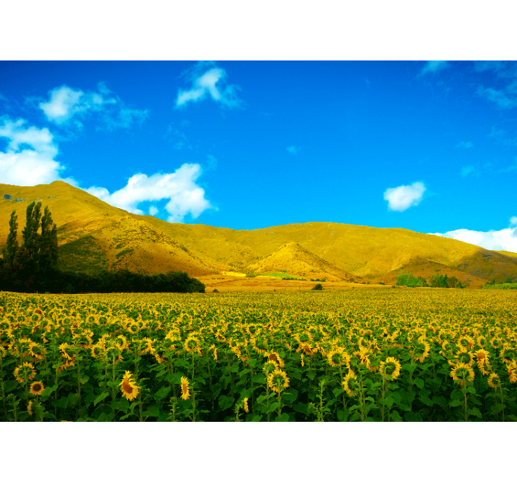 Sunflower Field landscape wall mural - TenStickers