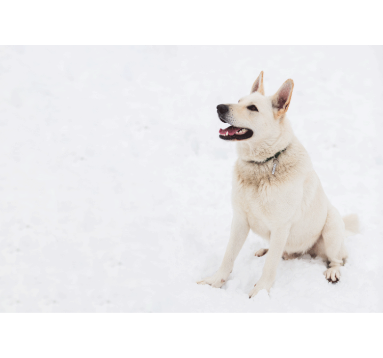 Happy White Dog wall mural animals - TenStickers