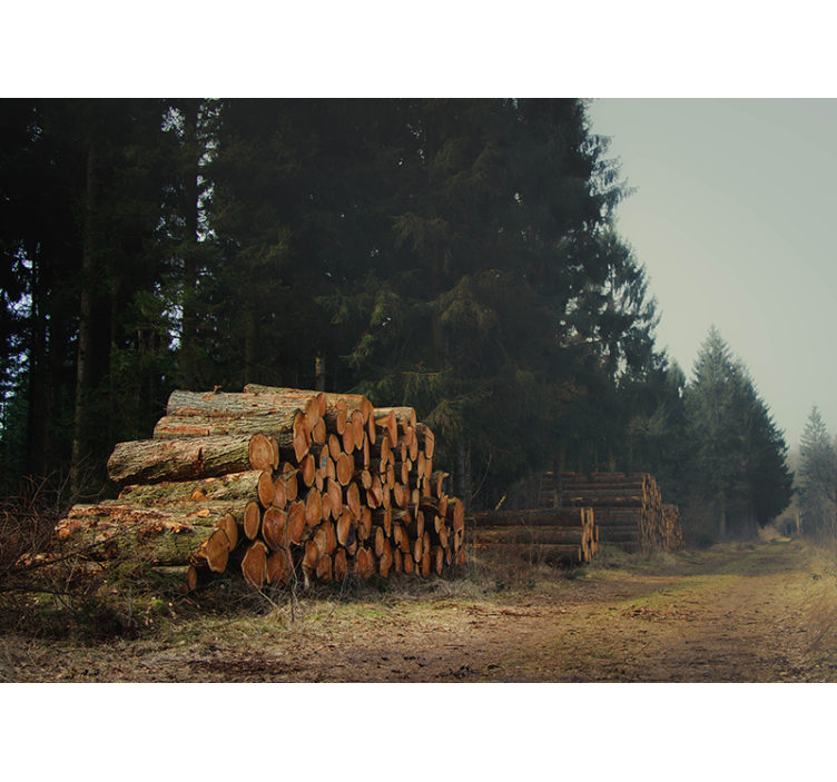 Wood Piles In Woodland forest wall mural - TenStickers