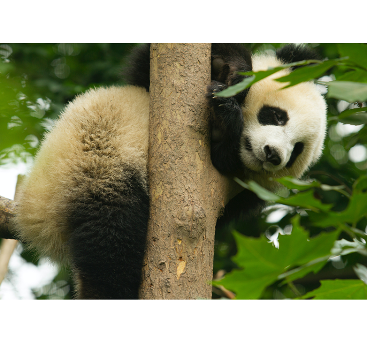 Panda Climbing Tree wall mural animals - TenStickers