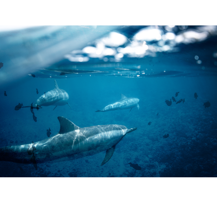 Underwater Dolphin Encounter sea wall mural - TenStickers