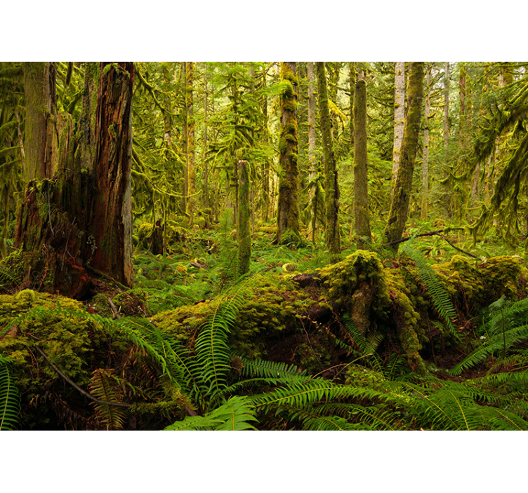 forest green nature wall mural - TenStickers