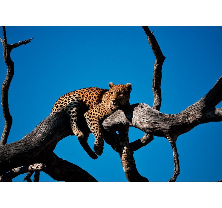 Leopard on Branch wall mural animals - TenStickers