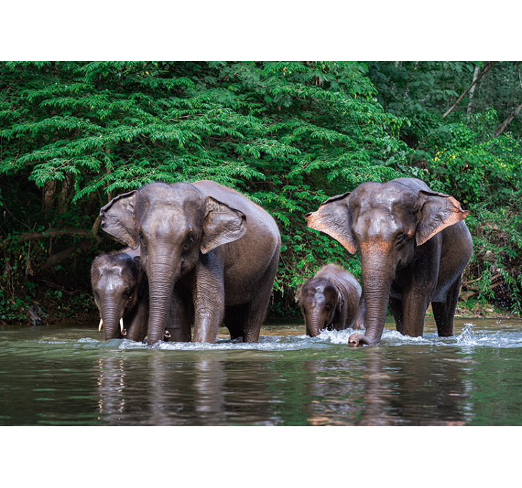Elephants in Water wall mural animals - TenStickers