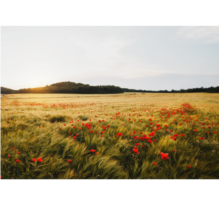 Poppy Flower Field flowers wall mural - TenStickers