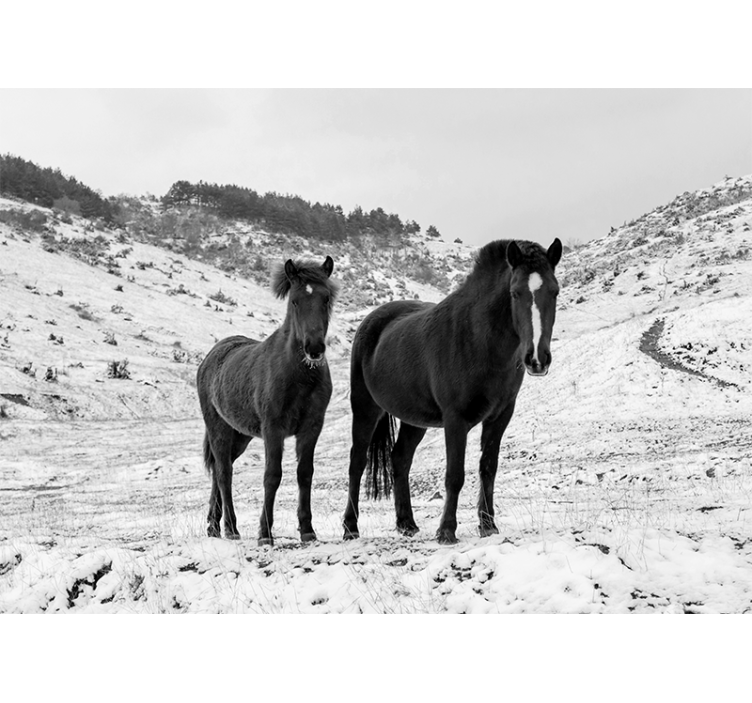 Wall mural animals majestic black horses - TenStickers