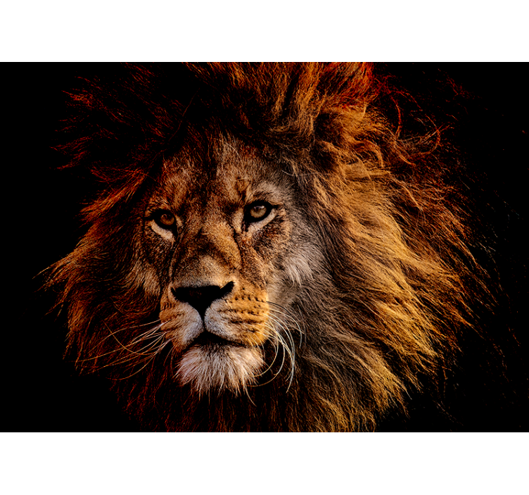 Wall mural lion majestic lion presence - TenStickers