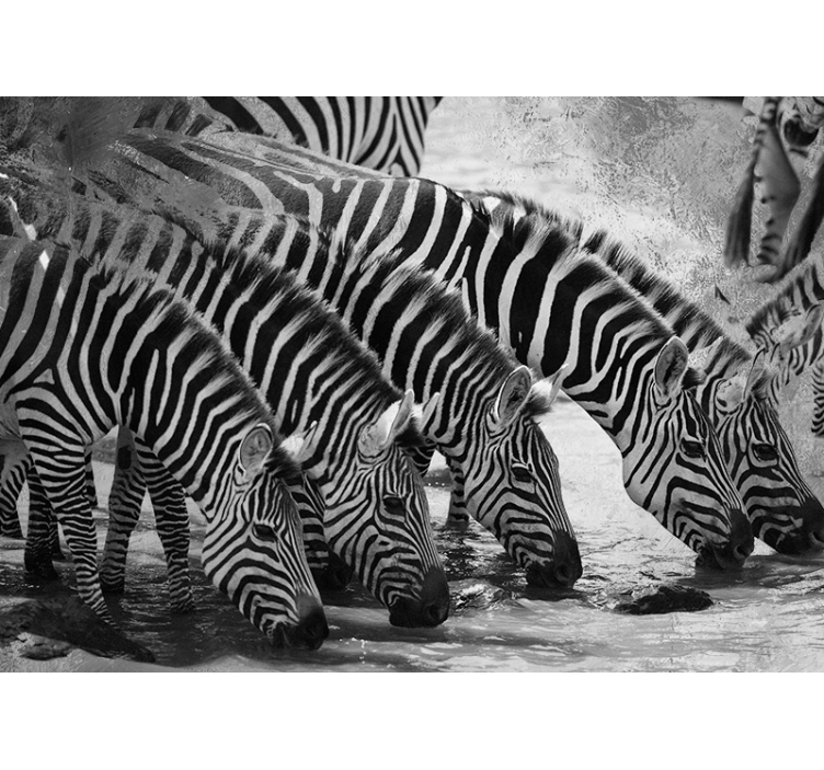 Zebras Drinking Water wall mural animals - TenStickers