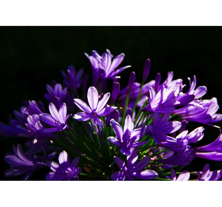 Purple Floral Beauty flowers wall mural - TenStickers