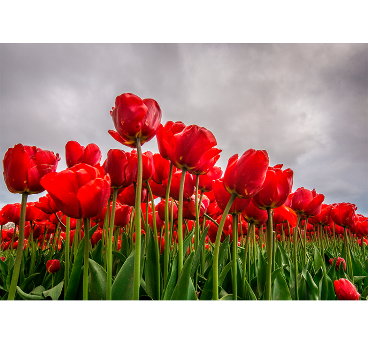 Red Tulip Field poppy wall mural - TenStickers
