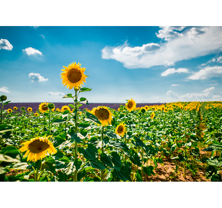 Sunflower Field Bliss flowers wall mural - TenStickers