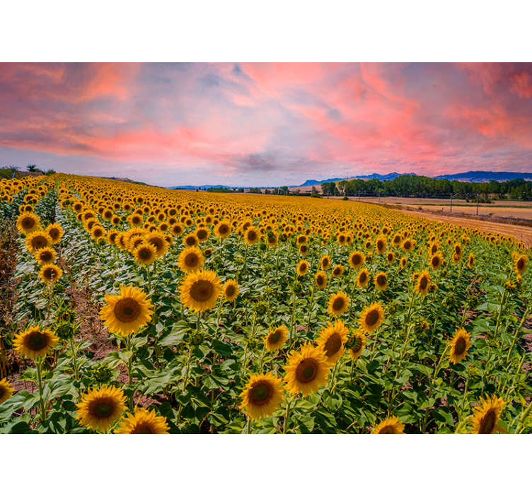 Flowers wall mural sunflower field view - TenStickers